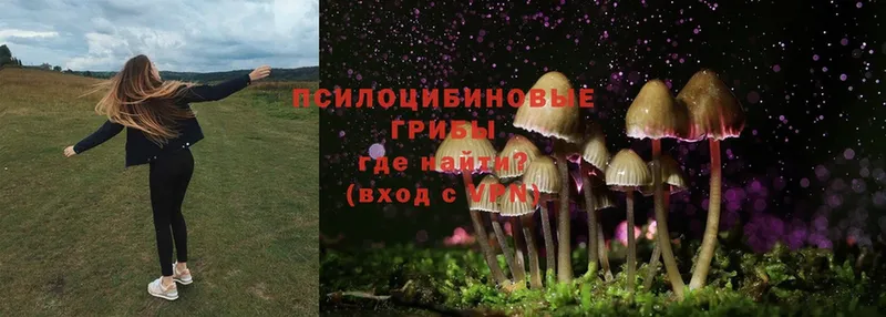 купить наркоту  Темников  Галлюциногенные грибы Psilocybine cubensis 